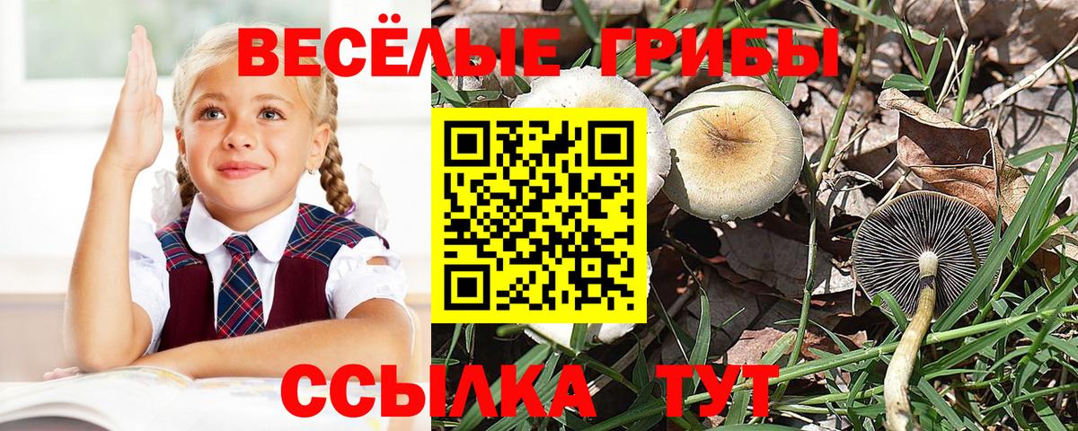 наркота  Галлюциногенные грибы GOLDEN TEACHER  Псилоцибиновые грибы мухоморы  Вход с VPN  Александров 
